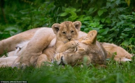 Азиатские львята из парка дикой природы Котсуолд
