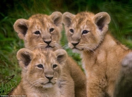 Азиатские львята из парка дикой природы Котсуолд