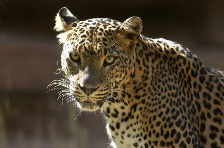 В Индии спасли упавшего в колодец леопарда