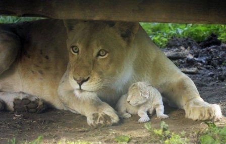 В зоопарке в Венгрии на глазах у посетителей родился белый львёнок
