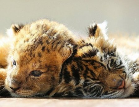В японском зоопарке подружились львенок и тигренок