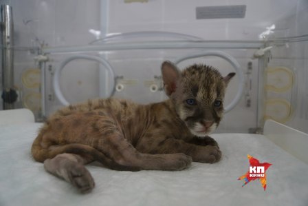 В зоопарке Екатеринбурга выходили недоношенного детеныша пумы