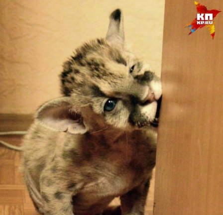 В зоопарке Екатеринбурга выходили недоношенного детеныша пумы