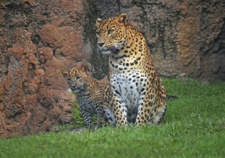 Биопарк Валенсия представил детеныша цейлонского леопарда