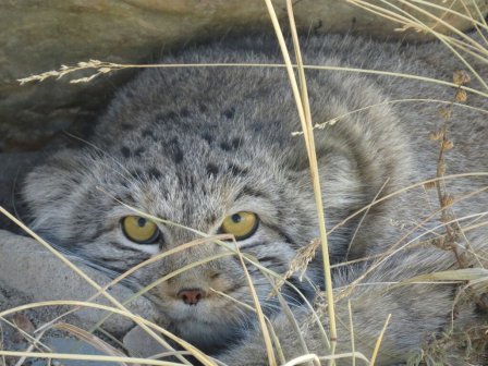 Алтайский парк станет первой мировой площадкой по изучению дикого кота манула