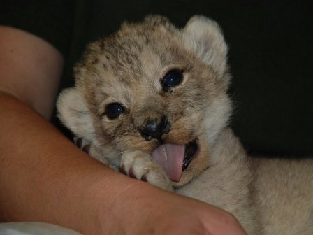 В чешском зоопарке родился редкий берберийский львенок