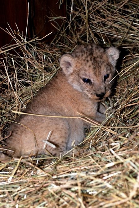 В чешском зоопарке родился редкий берберийский львенок
