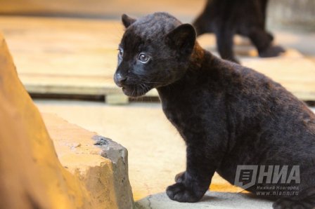 В Нижегородском зоопарка "Лимпопо" родились два черных ягуара