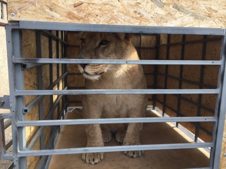 Спасенную челябинскую львицу Лолу выпустили в сафари-парке "Тайган"