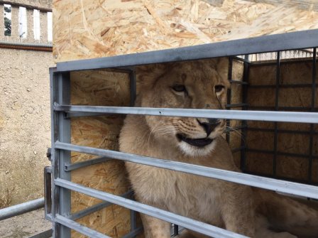 Спасенную челябинскую львицу Лолу выпустили в сафари-парке "Тайган"