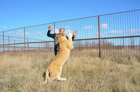 У спасенной львицы Лолы в крымском зоопарке появился свой прайд