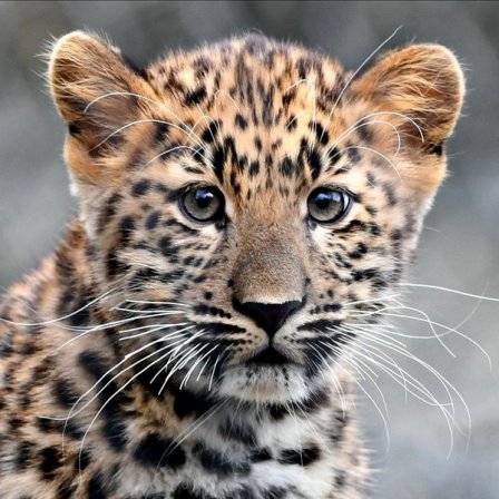 Зоопарк Брукфилда представил детеныша амурского леопарда