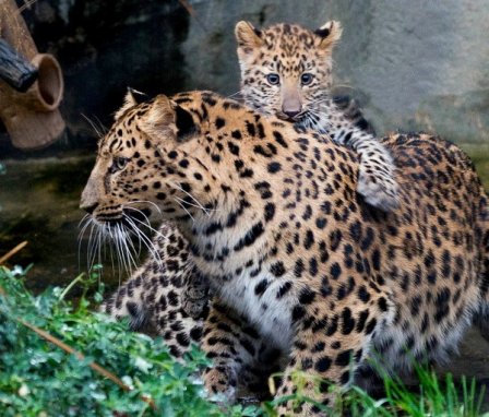 Зоопарк Брукфилда представил детеныша амурского леопарда
