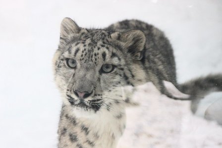 В Нижегородский зоопарк привезли самку снежного барса
