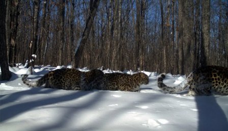 В нацпарке "Земля леопарда" внезапно нашлась самка леопарда, которая считалась погибшей