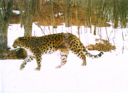 В нацпарке "Земля леопарда" внезапно нашлась самка леопарда, которая считалась погибшей