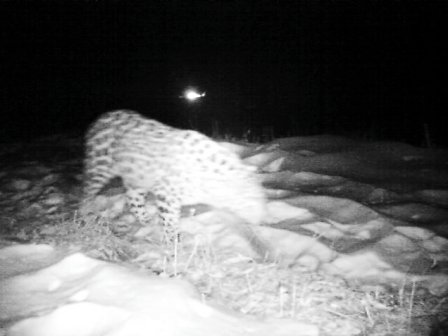 Дальневосточные леопарды начали пользоваться эко-тоннелем